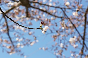 한국 인천시 남동구 인천대공원 입니다