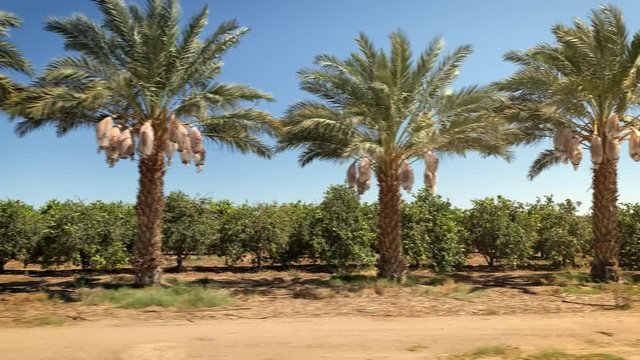 Driving past a row of Date Palm trees