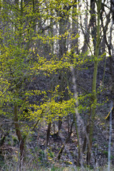 Sonne scheint durch Blätter im Frühling hellgrün durch