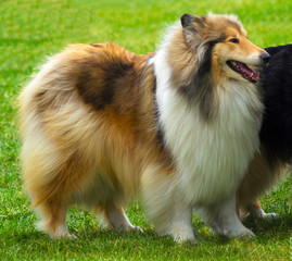 portrait of collie dog. sheepdog portrait