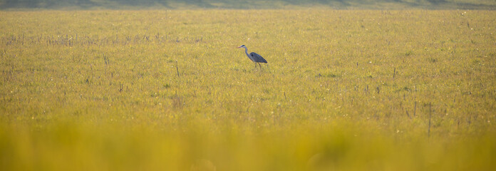 Wiese mit Fischreiher Graureiher Vogel auf der Jägt im Frühling