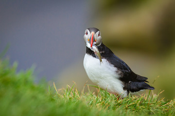 Papageitaucher (Fratercula arctica) auf Island