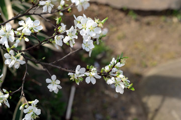 春の東京小石川後楽園で咲く　白い可愛い花のユスラウメ（山桜桃梅）