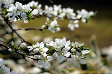 春の東京小石川後楽園で咲く　白い可愛い花のユスラウメ（山桜桃梅）