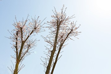 한국 인천시 남동구 인천대공원 입니다