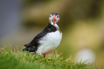 Papageitaucher (Fratercula arctica) in Island