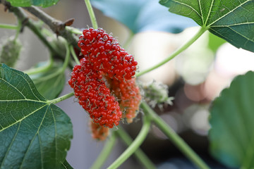Mulberry, or mulberry, is one of the fruits in the berry family that is becoming more and more popular in healthy eating. The ripe fruit will be black.