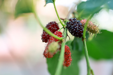 Mulberry, or mulberry, is one of the fruits in the berry family that is becoming more and more popular in healthy eating. The ripe fruit will be black.