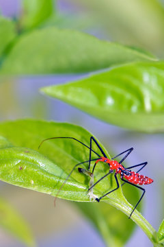 Green Bug On A Leaf