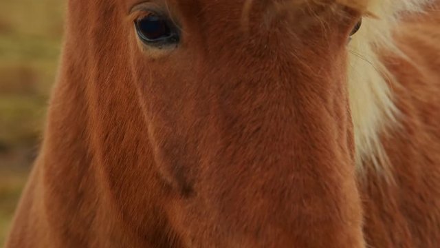 Closer Look On The Eyes And Blonde Hair Of A Brown Icelandic Horse At The Meadow In Iceland On A Cold Windy Day - Closeup Shot
