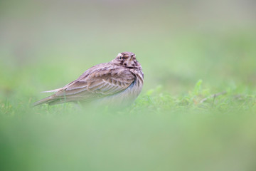 Lateral view of a Crested Lark resting in a city centre of The Netherlands. selected focus in a urban area with a green background