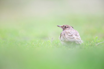 Lateral view of a Crested Lark resting in a city centre of The Netherlands. selected focus in a urban area with a green background