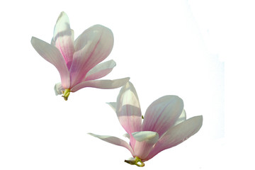Pink magnolia flowers. Isolate