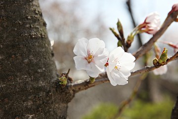 한국 인천시 남동구 인천대공원 입니다