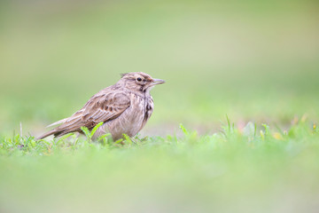 Lateral view of a Crested Lark resting in a city centre of The Netherlands. selected focus in a urban area with a green background