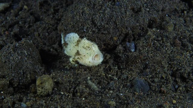 White hairy frogfish - Antennarius striatus opens mouth, yawns, hunts. Underwater life in Tulamben, Bali, Indonesia. Video 4k.
