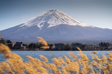 Snow capped Mount Fuji and Lake Kawaguchi with selective focus reeds in the foreground.