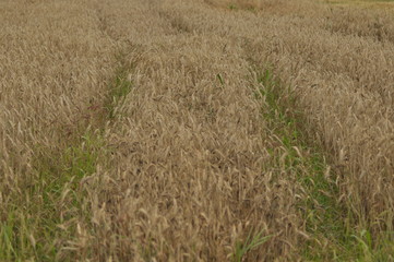 Grain in the fields. Ripening ears. Harvest and grain into flour. Farms and agriculture.