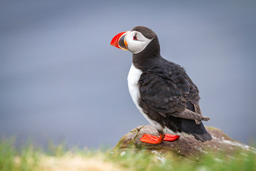 Papageitaucher (Fratercula arctica) auf Island