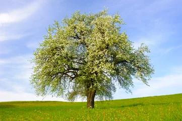 Fotobehang blooming apple tree at springtime in field © Wolfilser