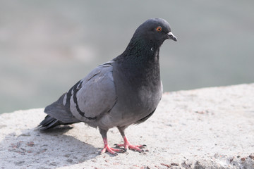 pigeon on the ground