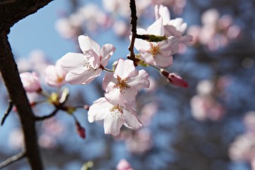 한국 인천시 남동구 인천대공원 입니다