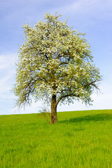 Fototapeta na wymiar blooming apple tree at springtime in field