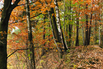 Obraz premium Las jesienią