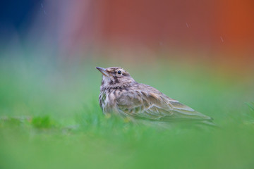 Lateral view of a Crested Lark resting in a city centre of The Netherlands. In a urban area with a colourful background