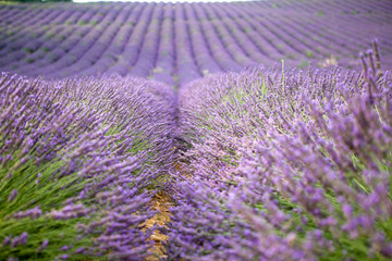 Plakat lavender field provence france