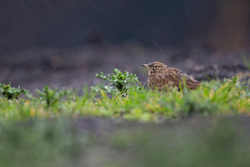Lateral view of a Crested Lark resting in a city centre of The Netherlands. In a urban area with a colourful background