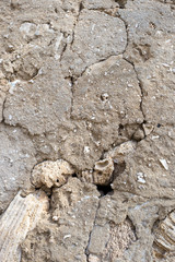 Fototapeta premium Alte Mauer mit Korallen