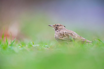 Lateral view of a Crested Lark resting in a city centre of The Netherlands. In a urban area with a colourful background