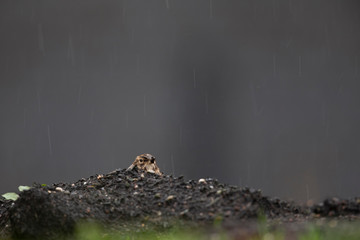 Lateral view of a Crested Lark resting in a city centre of The Netherlands. In a urban area with a colourful background