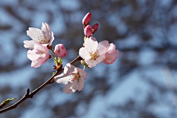 한국 인천시 남동구 인천대공원 입니다