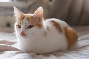 White cat with red spots