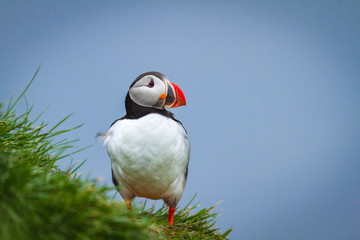 Papageitaucher (Fratercula arctica) in Island