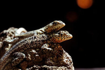 Galápagos lava lizard (Microlophus albemarlensis)