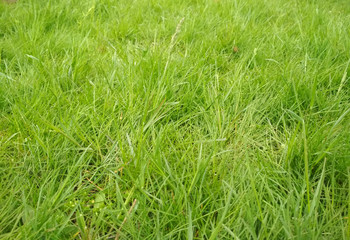 Obraz premium green grass background