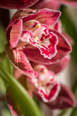 Purple red and white orchid flowers in the rain