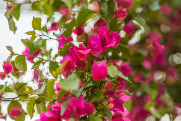 Pink bougainvillea with blurred bokeh background