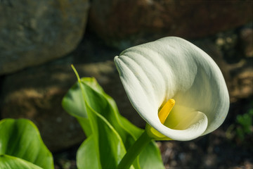 A Cala flower