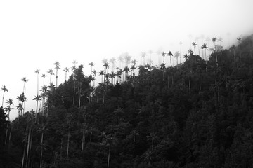 Colombia. Kokor Valley. The tallest palm trees in the world. Black and white photography