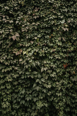 green wall of grape leaves