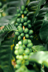 Colombia. Armenia. Coffee Plantation. Sprig with green grains of coffee in sunny weather