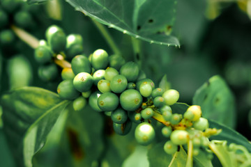 Colombia. Armenia. Coffee Plantation. Sprig with green grains of coffee in sunny weather