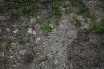 old stone is covered with greenery