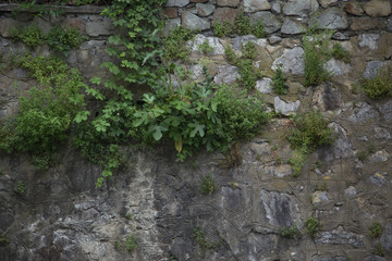 old stone is covered with greenery