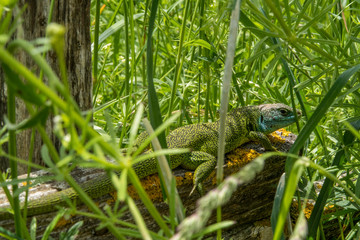 green lizard