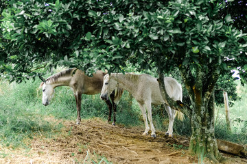 Obraz na płótnie Canvas Colombia. Armenia. Two white beautiful horses under green trees